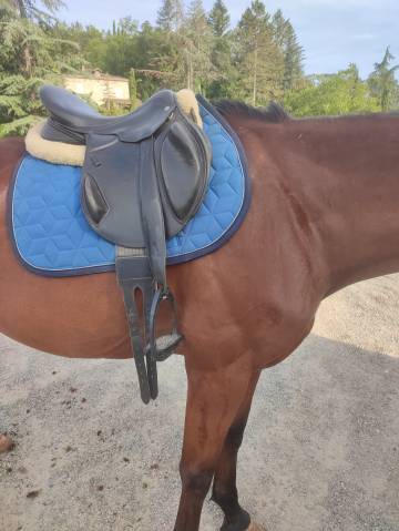 Sella mista  Monoquartier  17.5" - 2021