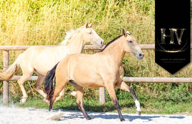 Puledra Lusitano In vendita 2023 Isabella ,  Jasmim plus