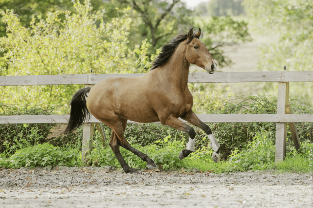 Castrone Lusitano In vendita 2019 Baio ,  Escorial