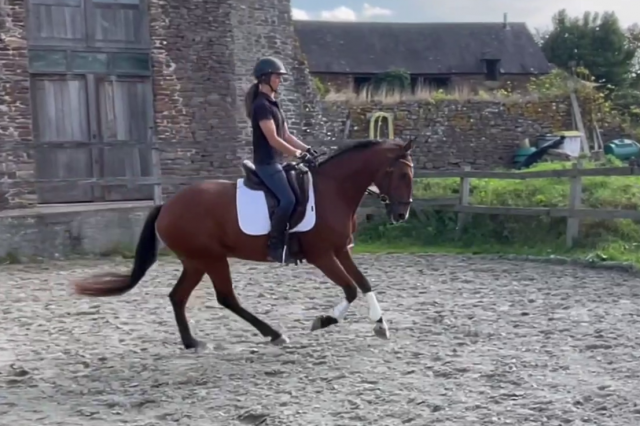Castrone Lusitano In vendita 2019 Baio ,  Escorial