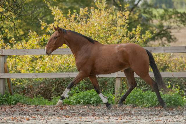 Castrone Lusitano In vendita 2019 Baio ,  Escorial