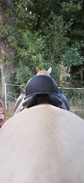 Sella da dressage   17.5" - 2019