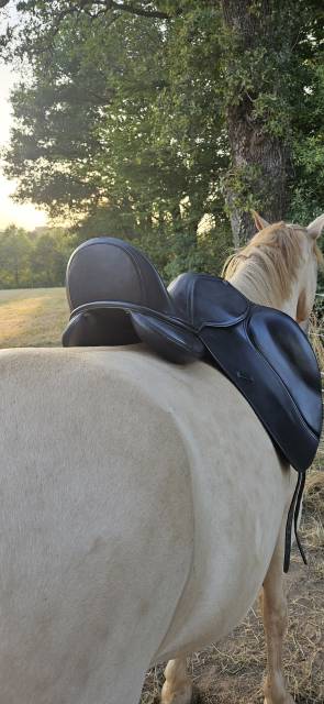 Sella da dressage   17.5" - 2019