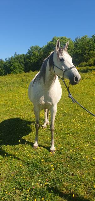 Puledra Arabo In vendita 2017 Roano ,  ZAÏDE D'AZARIA
