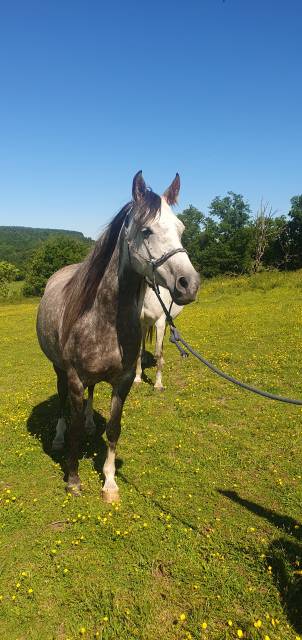 Puledra Arabo In vendita 2019 Roano ,  ZAÏDE D'AZARIA