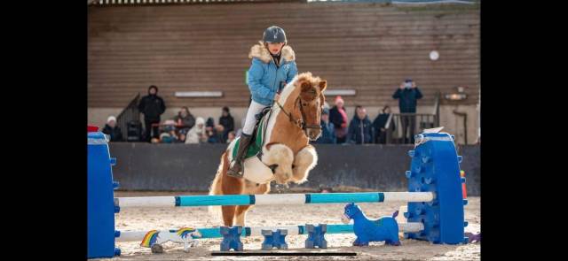 Castrone Shetland In vendita 2012 Pezzato