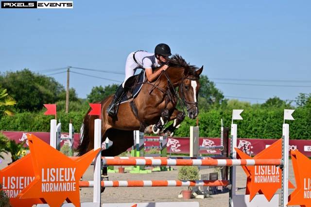 Cavalla Sella Francese In vendita 2018 Sauro brulé