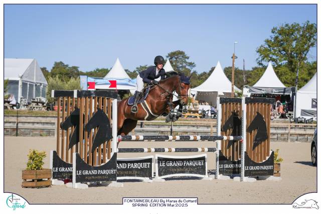 Castrone sBs Cavallo da Sport Belgio In vendita 2016 Baio ,  Nectar du murier