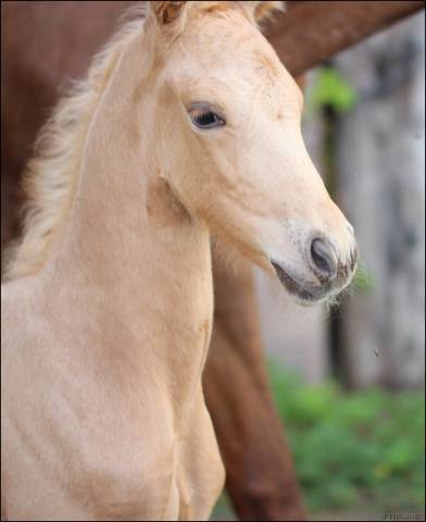 Puledra Sella Francese In vendita 2025 Palomino ,  Cremell aux lays