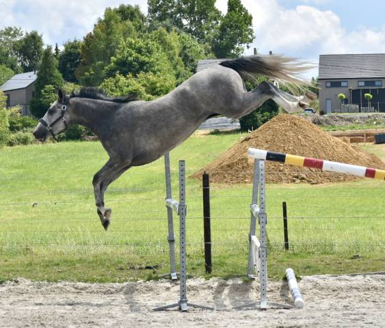 Cavalla BWP Cavallo da Sangue Belgio In vendita 2022 Grigio