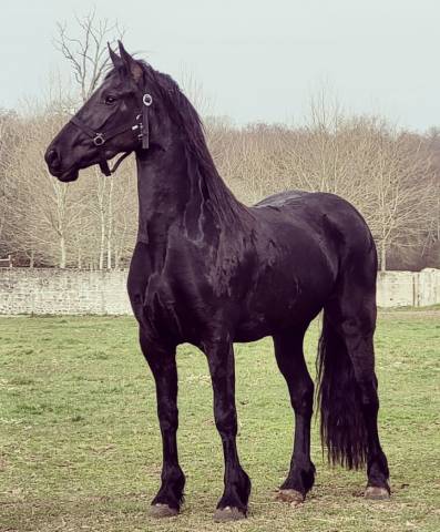 Cavalla Frisone In vendita 2018 Nero