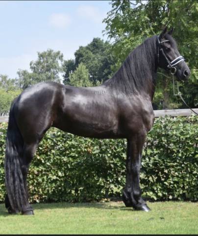 Cavalla Frisone In vendita 2016 Nero