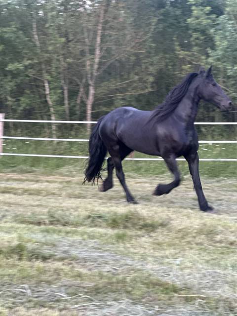 Cavalla Frisone In vendita 2016 Nero