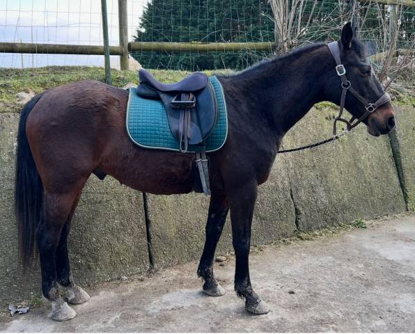 Sella da dressage Wintec  17" - 2020