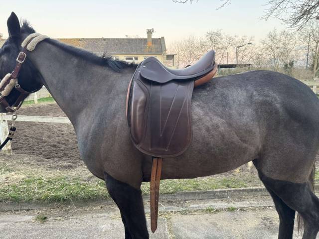 Sella da dressage  Je ne sais pas cela n’est pas écrit  17" - 2025