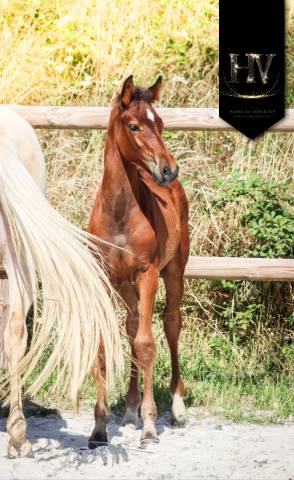 Puledro KWPN Cavallo da Sport Neerlandese In vendita 2025 Baio ,  About You II