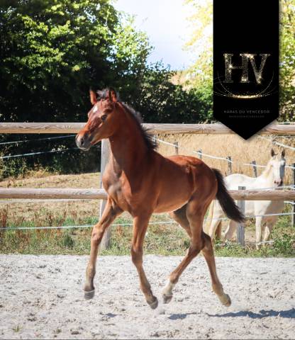 Puledro KWPN Cavallo da Sport Neerlandese In vendita 2025 Baio ,  About You II