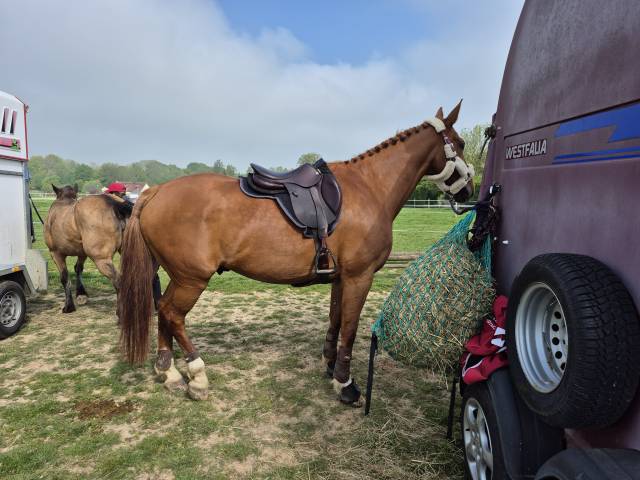 Sella da salto ostacoli CWD  17.5" - 2024