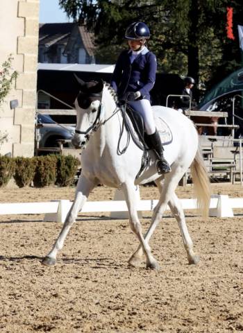 Fattrice Sella Francese In vendita 2010 Grigio