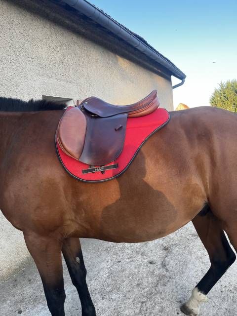 Sella da salto ostacoli  Nortier breteuil saddlery  17" - 2010