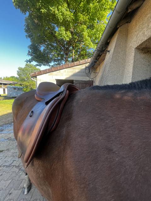 Sella da salto ostacoli  Nortier breteuil saddlery  17" - 2010