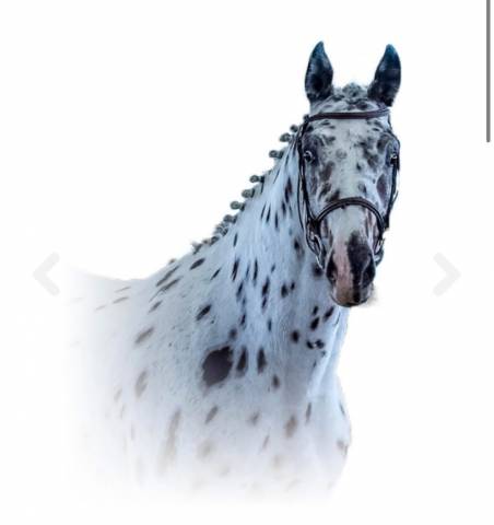 Joli cœur Z - Zangersheide 2015