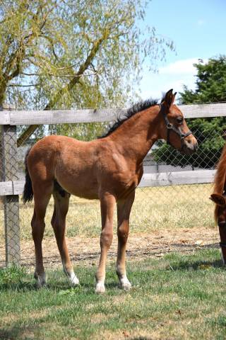 Puledro PFS Pony Francese da Sella In vendita 2025 Baio scuro ,  A FLY STAR DES HOUX