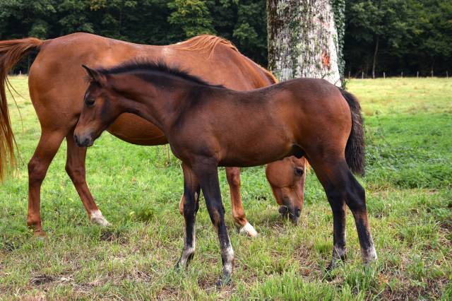 Puledro PFS Pony Francese da Sella In vendita 2025 Baio scuro ,  A FLY STAR DES HOUX