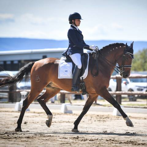 Castrone Lusitano In vendita 2016 Baio ,  No Records.