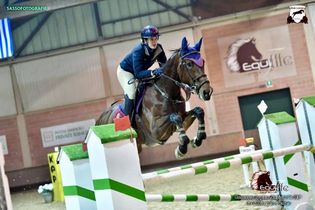 Cavalla baia KWPN olandese del 2011, 168cm al garrese.