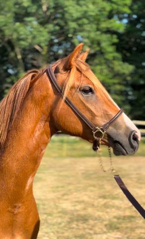 Cavalla PFS Pony Francese da Sella In vendita 2022 Sauro