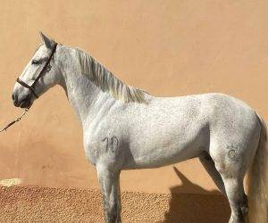 Castrone PRE Andaluso In vendita 2015 Grigio