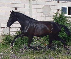 Cavalla PRE Andaluso In vendita 2022 Nero