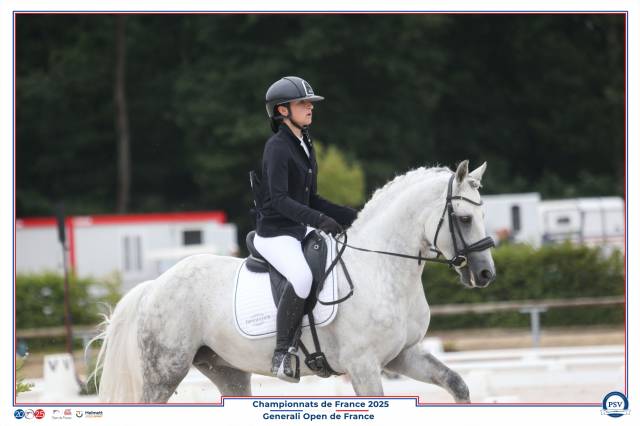 Stallone Connemara In vendita 2014 Grigio ,  Paps Late