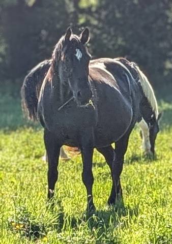 Cavalla Paint Horse In vendita 2015 Nero