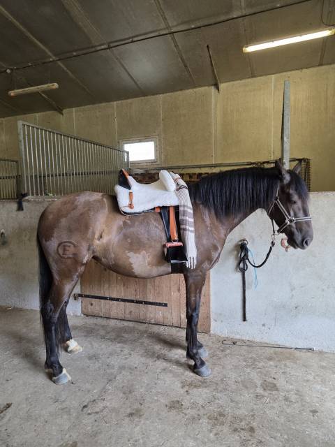 Sella da vaquera   17.5" - 2021