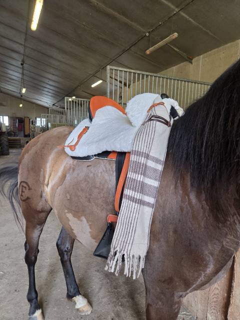 Sella da vaquera   17.5" - 2021