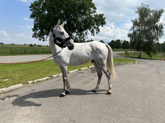 Castrone Cavallo da Sella In vendita 2015 Grigio