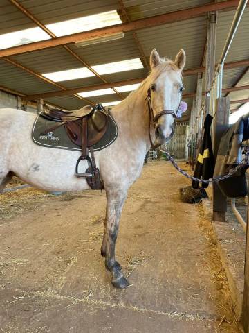 Sella da cross CWD  17" - 2022