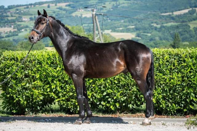 Castrone Cavallo da Sport Germano In vendita 2021 Baio scuro ,  For Dance