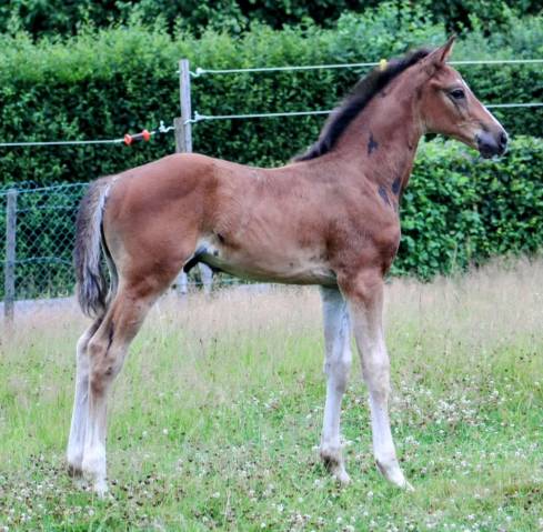 Puledro sBs Cavallo da Sport Belgio In vendita 2025 Baio scuro ,  COMILFO PLUS Z