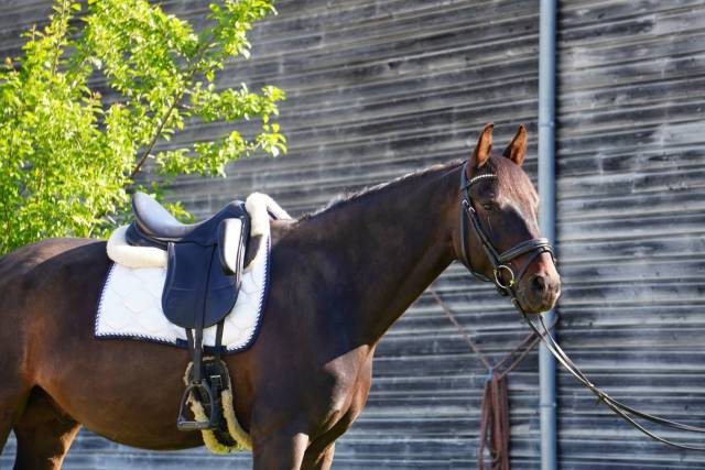 Castrone KWPN Cavallo da Sport Neerlandese In vendita 2018 Baio scuro