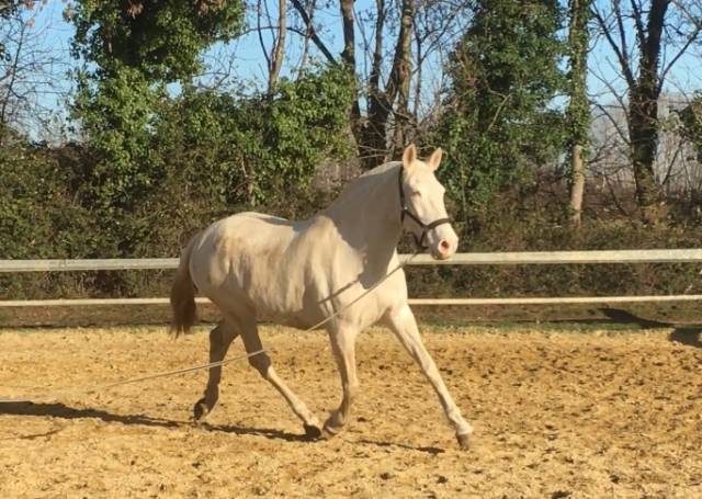 Fattrice Lusitano In vendita 2009 Crema ,  Verdi Sc