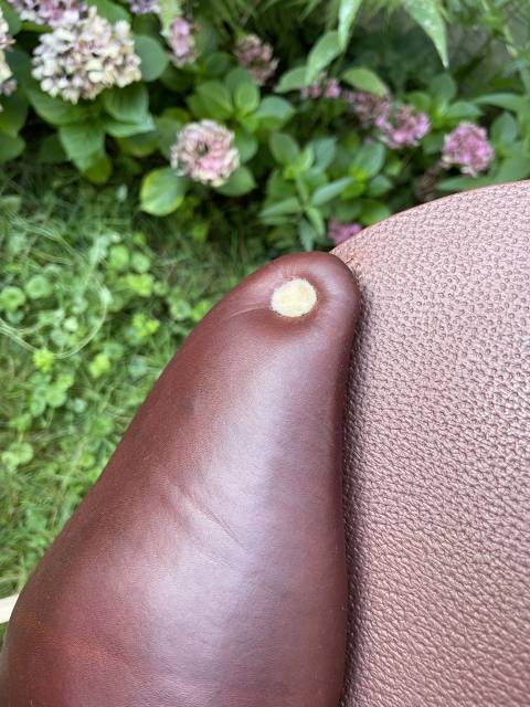 Sella mista Meyer Marianne  18" - 2024