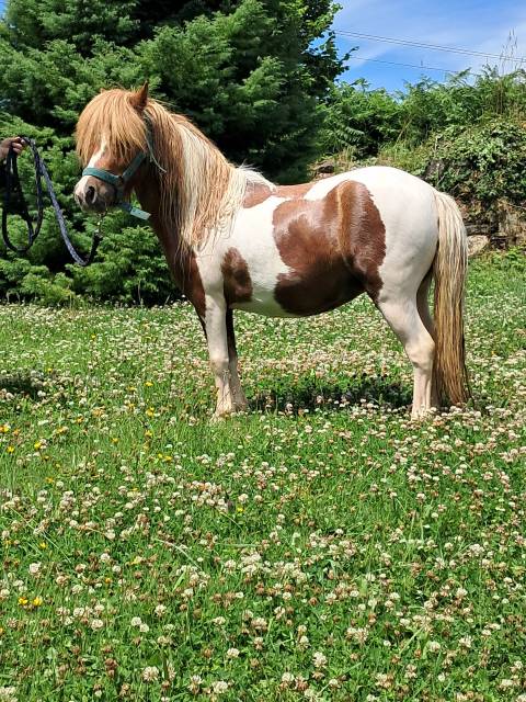 Puledra Shetland In vendita 2023 Pezzato ,  GLENFIDDICH D'DELB