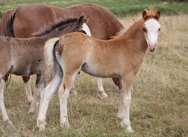 Puledro Welsh Poney (Sezione A) In vendita 2025 Sauro brulé ,  IZ PERFECT DU KRYSTAL
