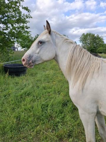 Puledra Appaloosa In vendita 2023 Altro colore ,  Makee Cream Illusion