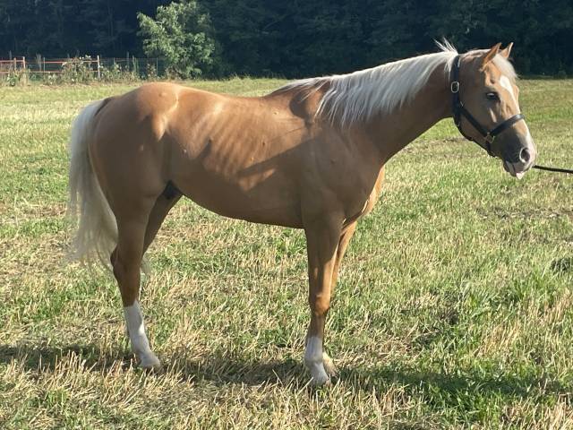 Cavallo Palomino 