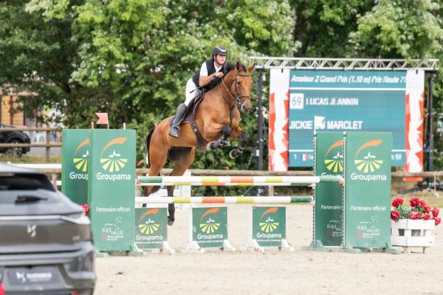 Cavalla Sella Francese In vendita 2019 Baio