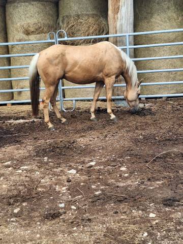 Castrone Quarter Horse In vendita 2021 Palomino ,  Hh another hanka